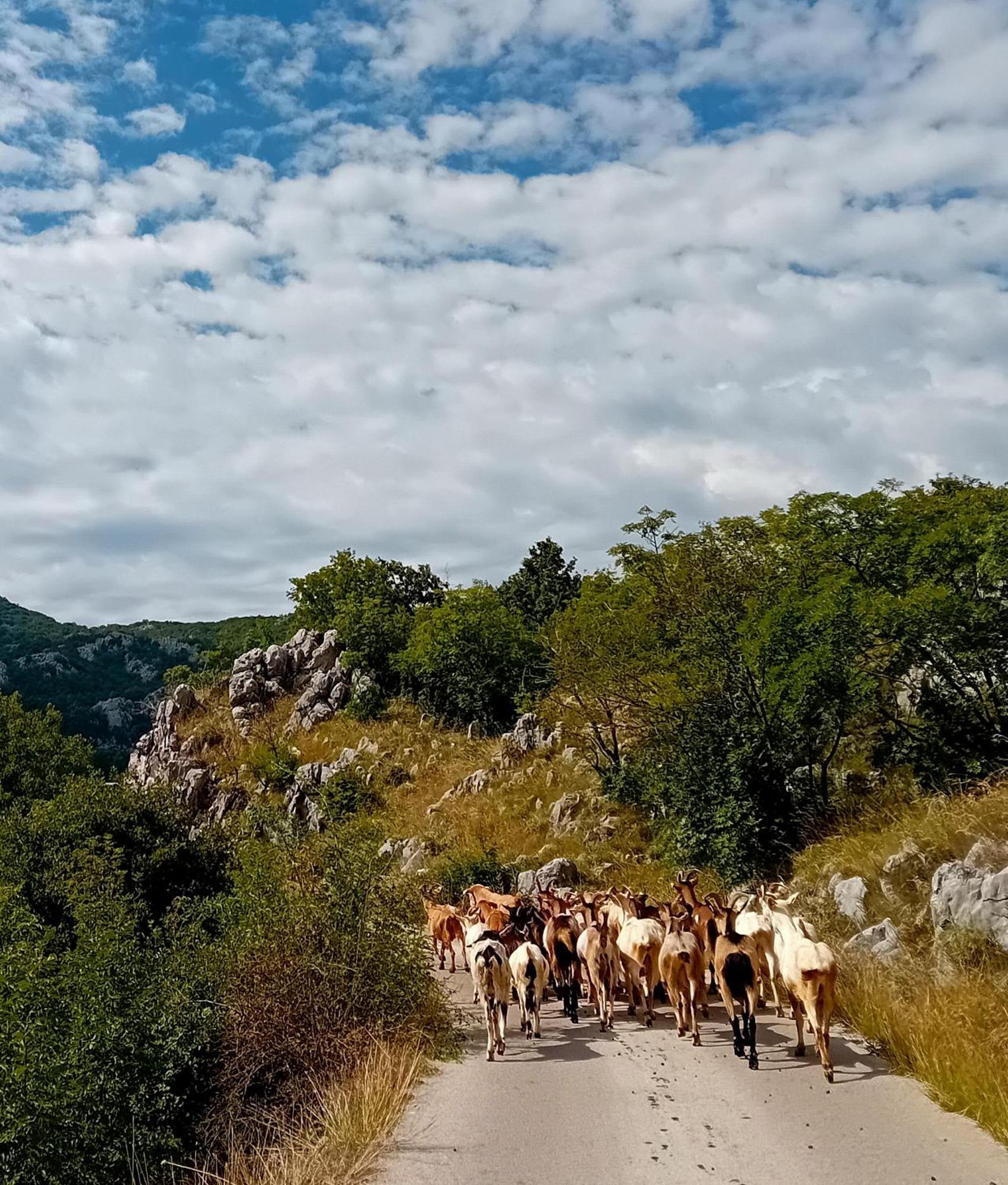 Konak Ugnji-Village Cetynia Zewnętrze zdjęcie