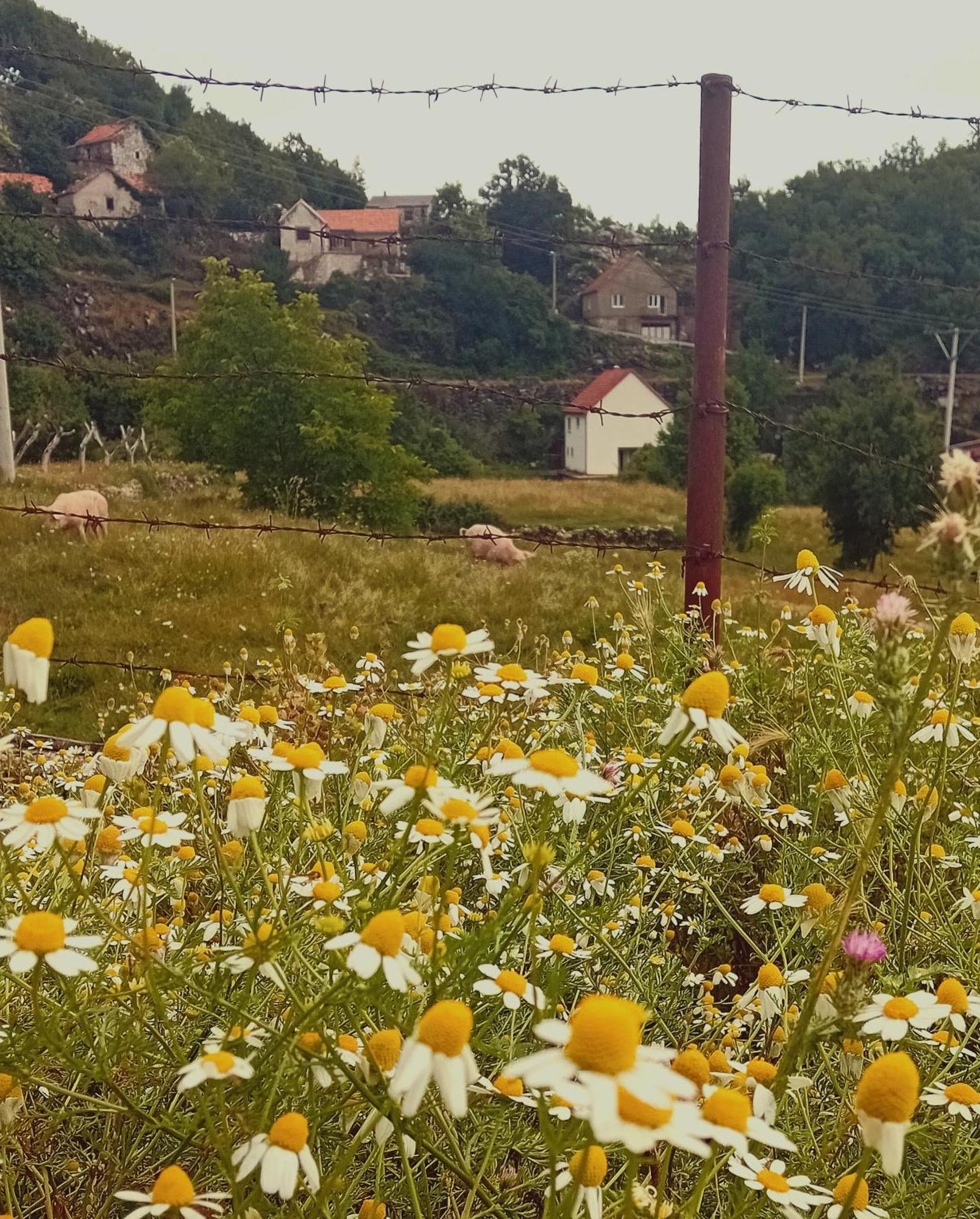 Konak Ugnji-Village Cetynia Zewnętrze zdjęcie